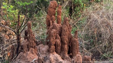 Tall reddish-brown termite mound with several narrow pinnacles amid dry woodland vegetation.