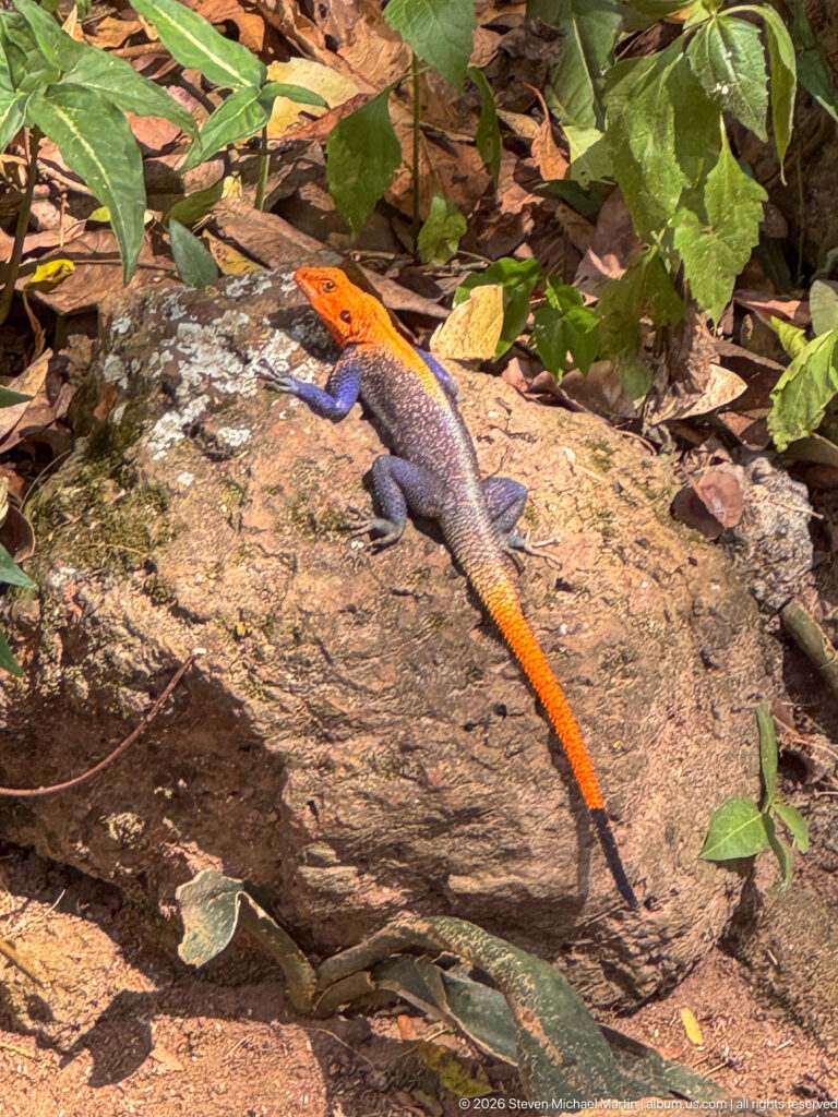Bright male agama with orange head and tail and blue-violet body resting on a rock among leaves.