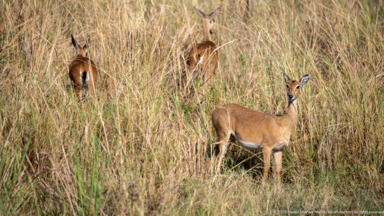 Several female Uganda kob scattered through tall grass, one standing prominently in the foreground.
