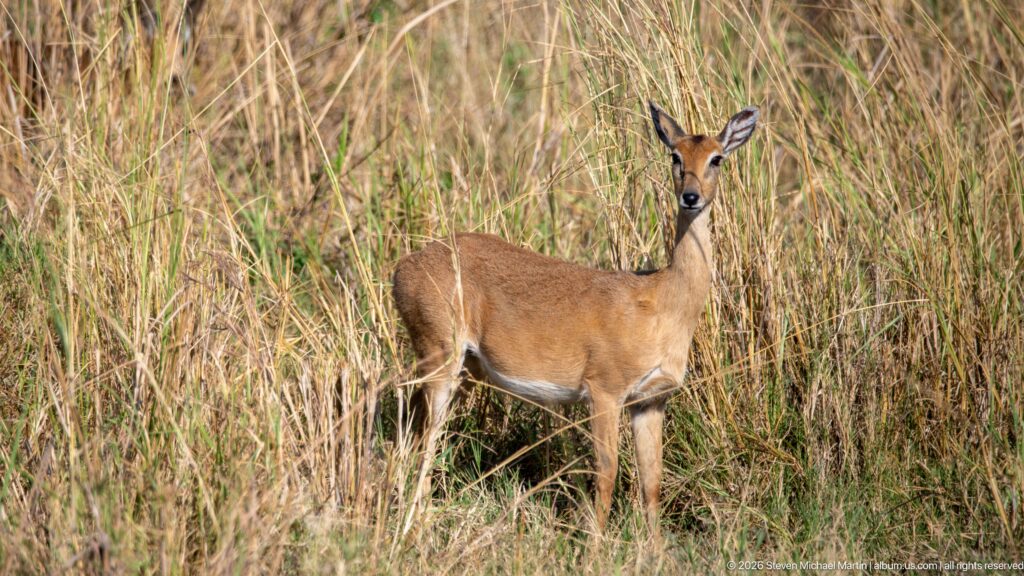 Female Uganda kob standing alert in tall grass and facing the camera.