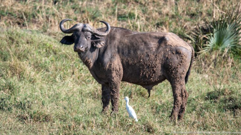 Mud-coated African buffalo standing in grass with a white cattle egret at its feet.