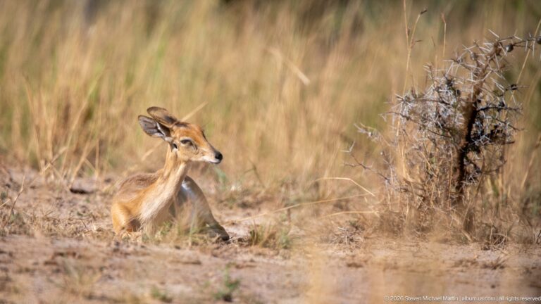 Young hornless Uganda kob resting on bare ground beside tall dry grass.