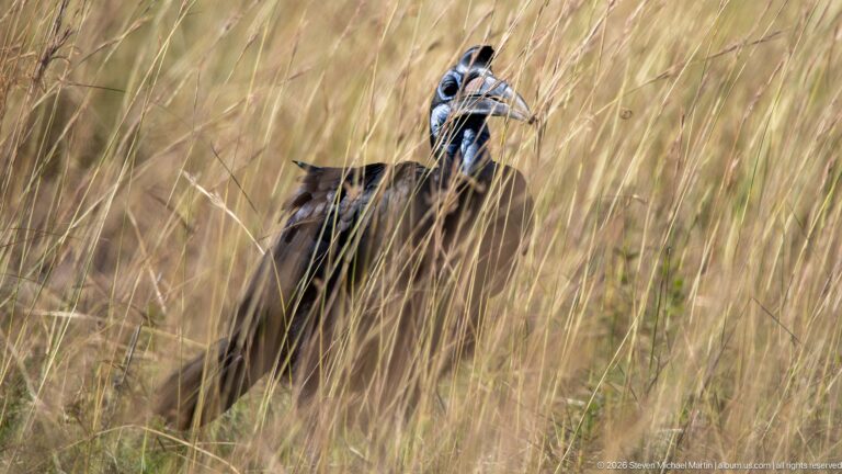 Abyssinian ground hornbill raising its head above tall grass, showing casque and heavy bill.