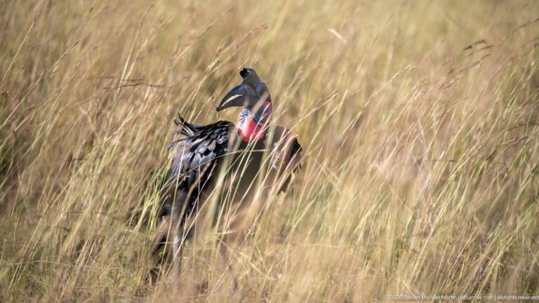 Abyssinian ground hornbill standing among tall grass with black plumage, heavy bill, and red-blue throat skin.