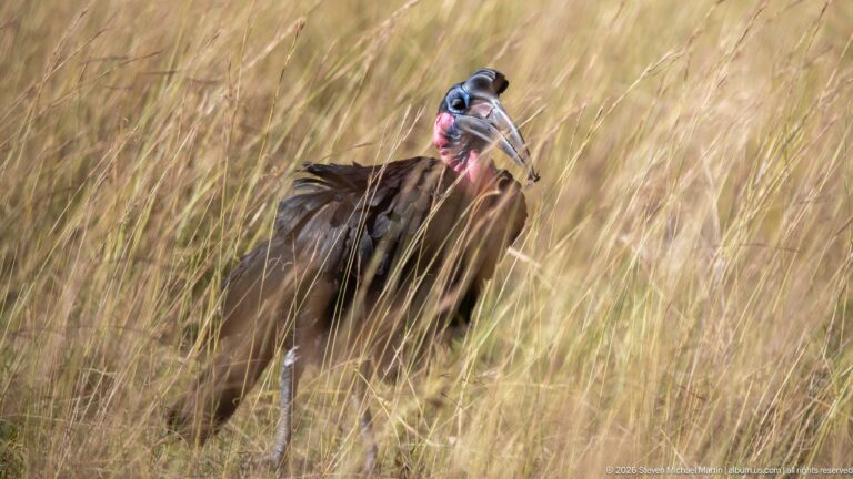 Abyssinian ground hornbill facing partly toward the camera in tall pale grass.