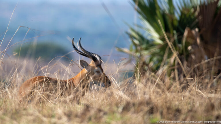 Resting male Uganda kob partly hidden by tall dry grass beside a fan palm.