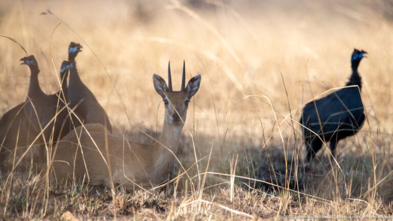 Group of Uganda kob in tall backlit grass, with a horned male facing forward at center.