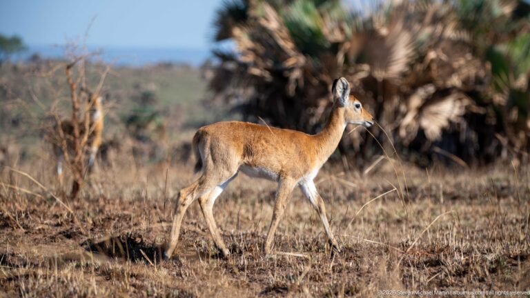 Female Uganda kob walking past a fan palm in dry grassland.