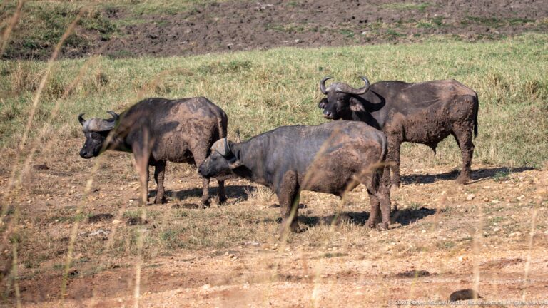 Four African buffalo standing together on open ground, including a smaller individual near the center.