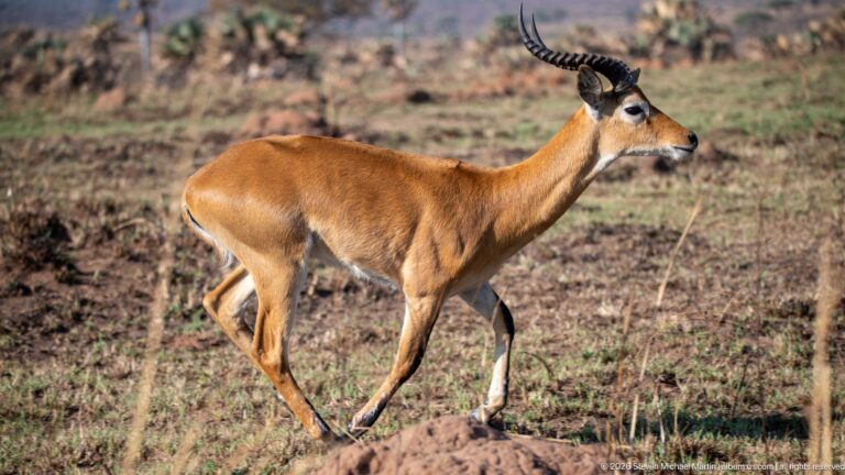Male Uganda kob walking in profile with ridged curved horns, chestnut coat, and white underparts.