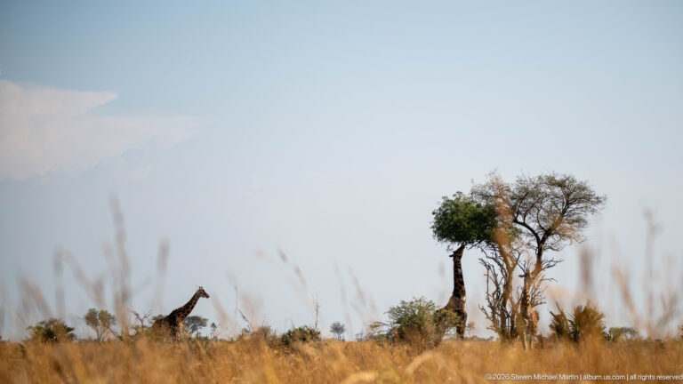 Two giraffes separated across open savanna, one near a small tree beneath a broad pale sky.