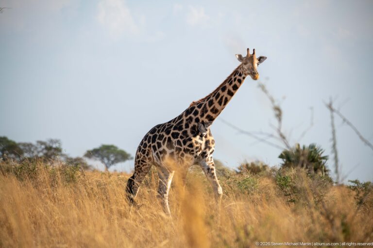 Giraffe walking through tall golden grass with scattered savanna trees in the distance.