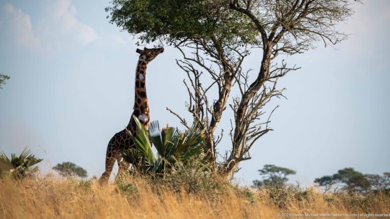 Giraffe standing among dry grass and fan palms beneath a branching savanna tree.