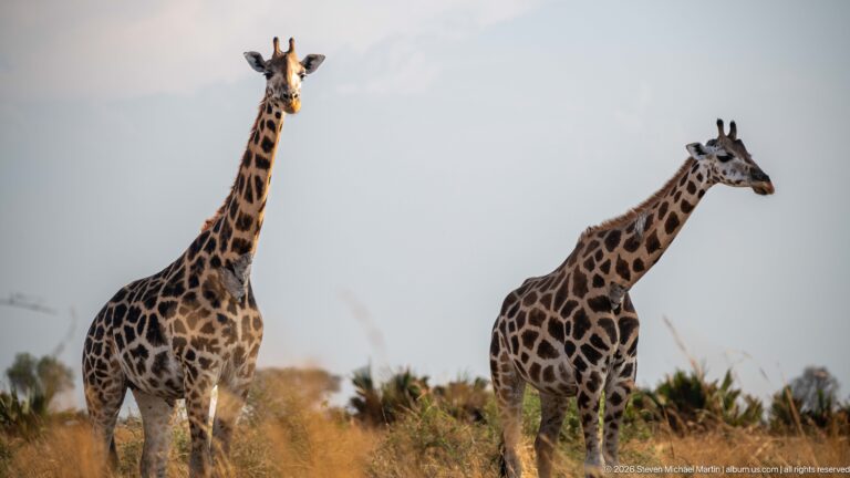 Two Nubian giraffes standing in open dry grassland, one facing forward and the other in profile.