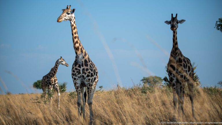 Three Nubian giraffes standing at different distances in tall golden savanna grass beneath a blue sky.