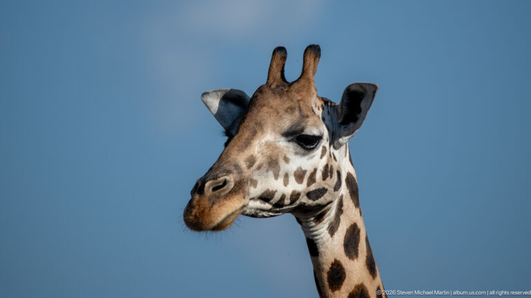 Three-quarter profile close-up of a Nubian giraffe head and upper neck against a deep blue sky.