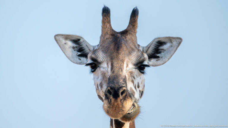 Giraffe