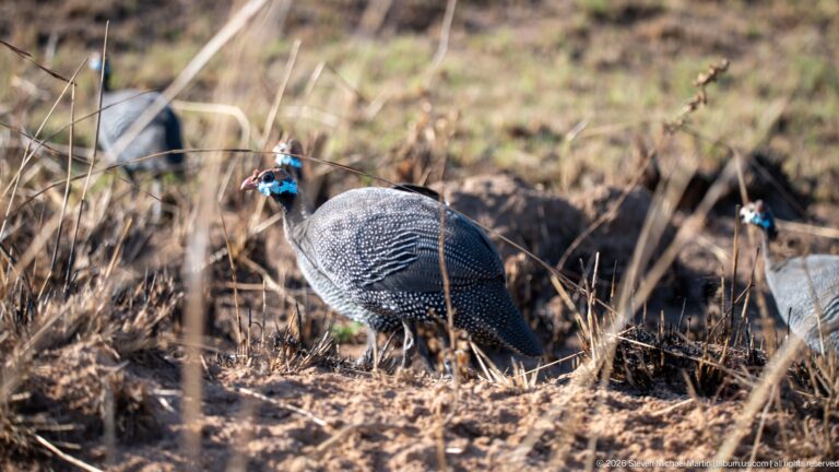 Helmeted guineafowl foraging among dry grass and woody debris, with blue facial skin and spotted grey plumage visible.