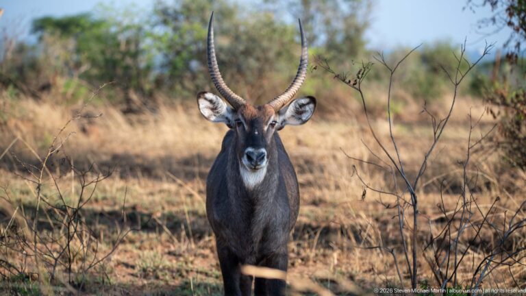 Adult male Defassa waterbuck facing forward in dry woodland with long ridged horns and a shaggy dark coat.