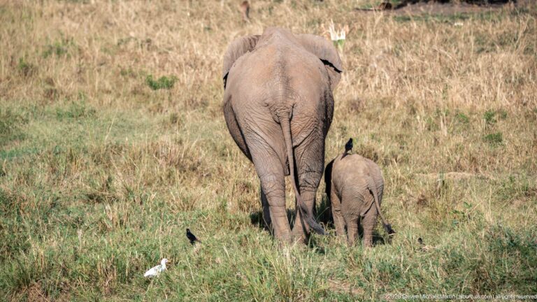 Adult African savanna elephant and calf walking away through grass with small birds nearby.