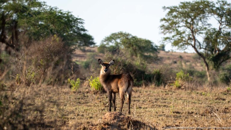 Young Defassa waterbuck standing alone in open dry savanna with shrubs and scattered trees behind it.