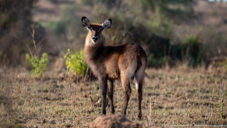 Defassa waterbuck calf standing alert in short dry grass with ears spread and pale rump marking visible.