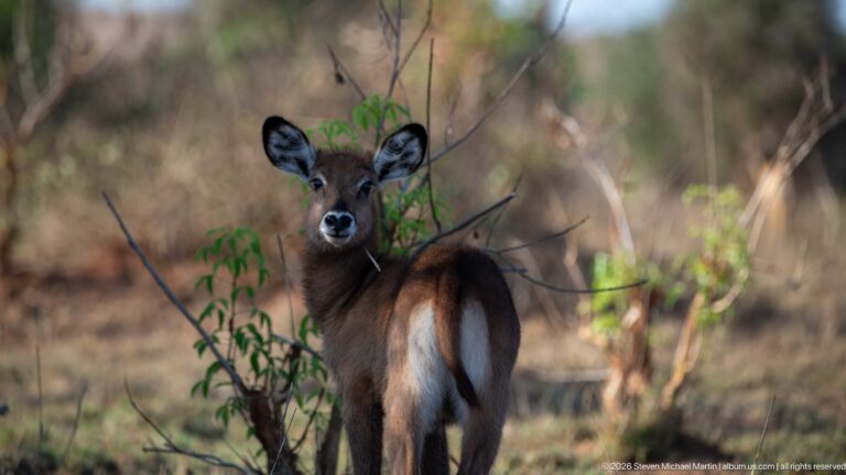 Young Defassa waterbuck standing among thin shrubs, facing forward while its pale rump patch remains visible.