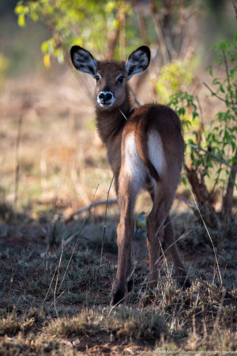 Defassa waterbuck calf looking back over its shoulder, showing a broad pale rump patch and slender legs.
