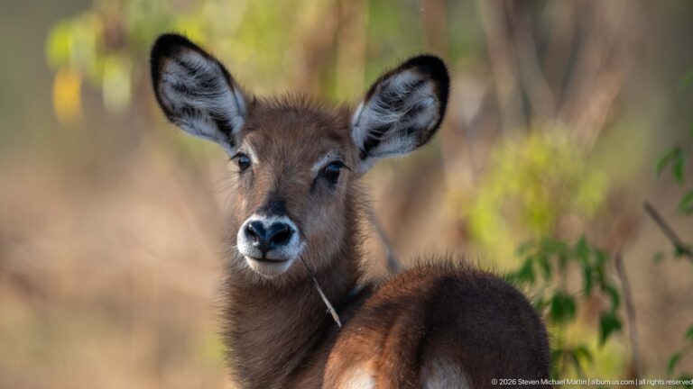 Young Defassa waterbuck facing the camera with large rounded ears and a soft brown coat in dry woodland.