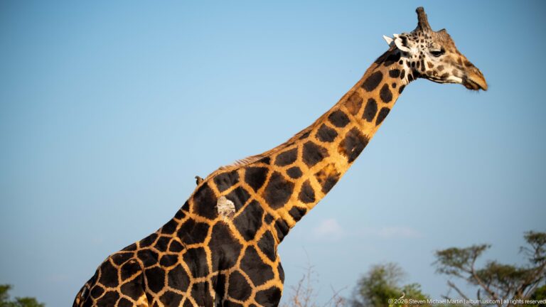 Close upper-body portrait of a Nubian giraffe against blue sky, with small birds perched on its body.