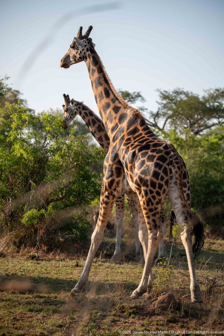 Two Nubian giraffes walking together through low savanna vegetation, with one animal overlapping the other.