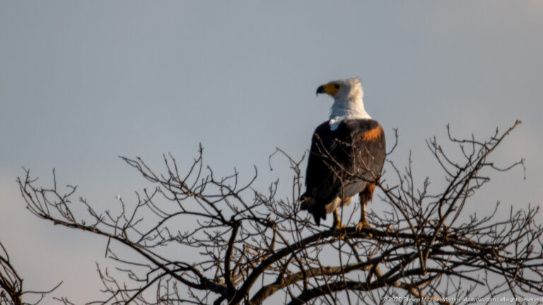 Adult African fish eagle perched on bare branches, showing a white head, chestnut body and dark wings.