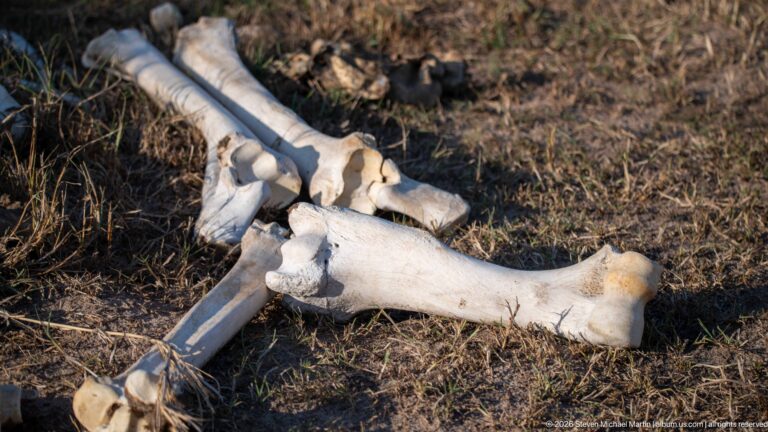 Large sun-bleached animal bones scattered across dry grass and soil, including several thick limb bones and joints.