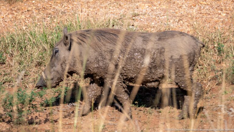 Common warthog walking in profile across reddish ground beside tall grass.