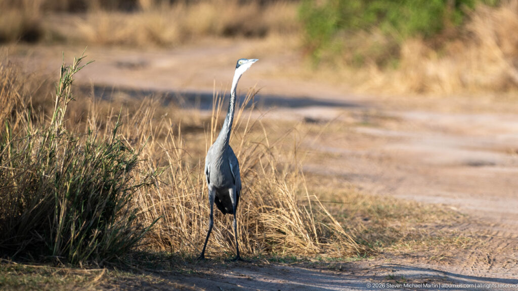 Black-headed heron standing tall in dry roadside grass beside an unpaved game-drive track.