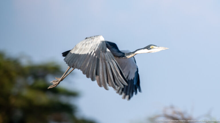 Black-headed heron banking above blurred vegetation with broad grey wings curved downward and long legs trailing.
