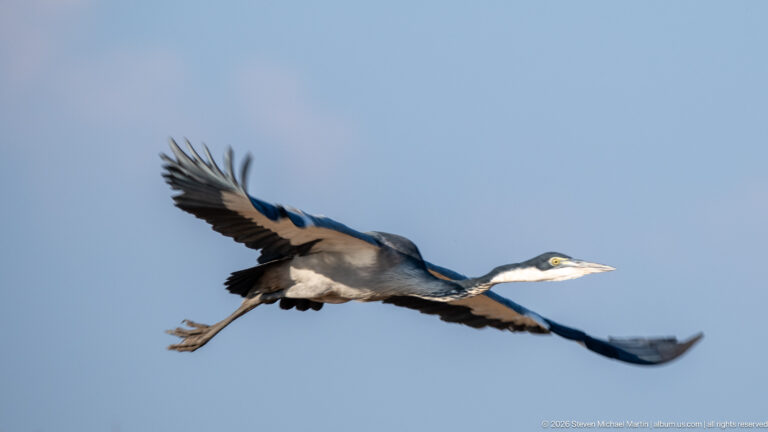 Black-headed heron in level flight with long bill forward, neck retracted and legs extended behind.