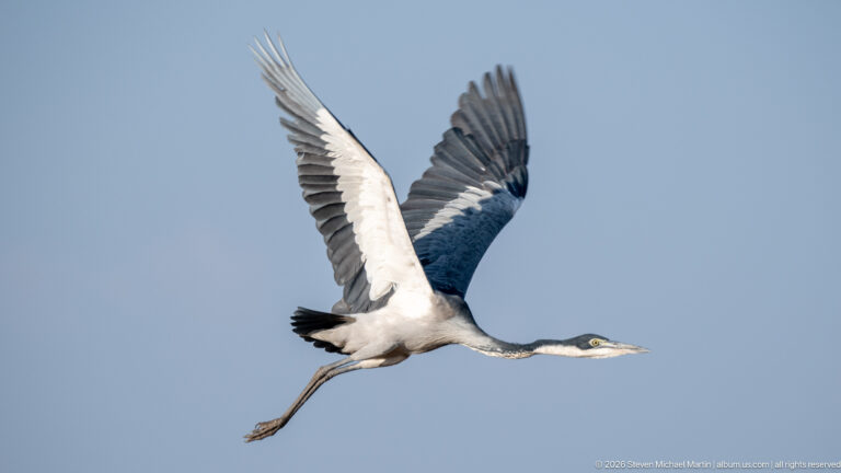 Black-headed heron flying against open sky with wings raised, neck retracted and long legs trailing.