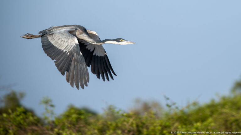 Black-headed heron flying above low green vegetation with broad grey wings and long legs trailing behind.