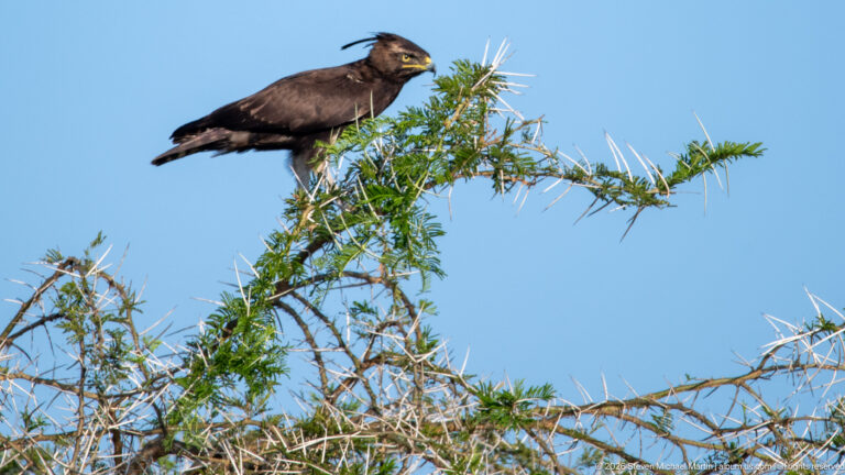 Long-crested eagle perched in profile on the top of a thorny green shrub against blue sky.