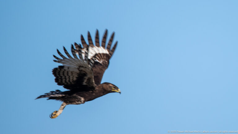 Long-crested eagle in flight with wings raised, white wing panels exposed and legs hanging below its body.