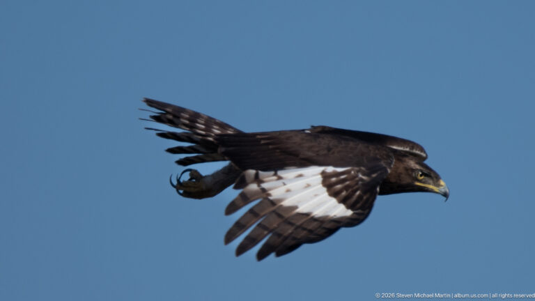 Long-crested eagle flying in profile with dark wings, bold white flight-feather panels and tucked talons.
