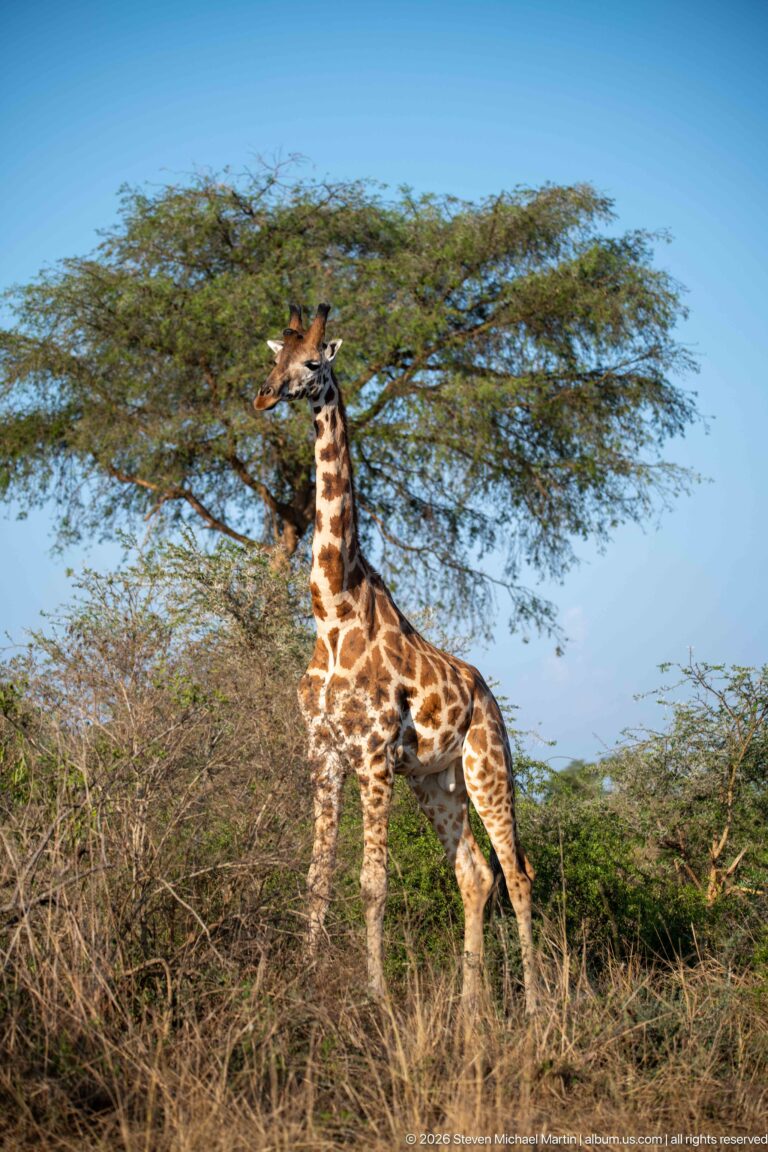 Nubian giraffe standing among thorny shrubs beneath a broad savanna tree under a clear blue sky.