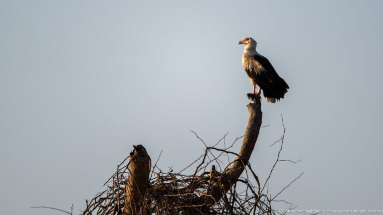 African fish eagle perched on a dead tree above a large stick nest against a pale sky.