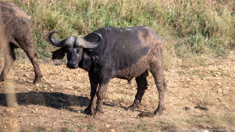 African buffalo facing forward on dry ground, with broad bossed horns and mud on its legs.