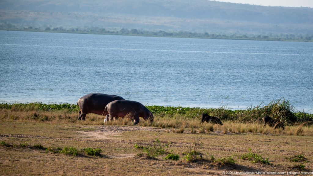 Distant hippopotamuses on a dry grassy shore with blue water and hazy hills extending behind them.