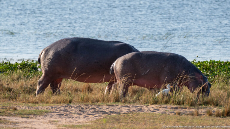Two hippopotamuses grazing side by side near water, with a small white bird at their feet.