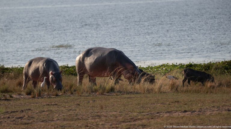 Several hippopotamuses grazing and resting on a grassy bank beside a broad expanse of water.