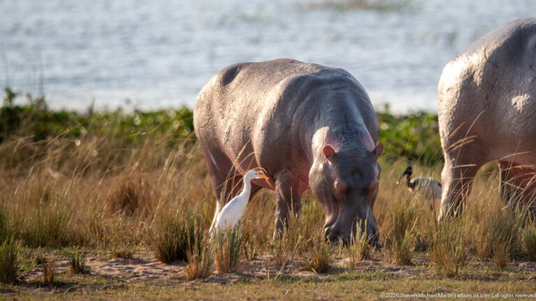 Grazing hippopotamus with a cattle egret beside its front legs and another hippo partly visible at right.