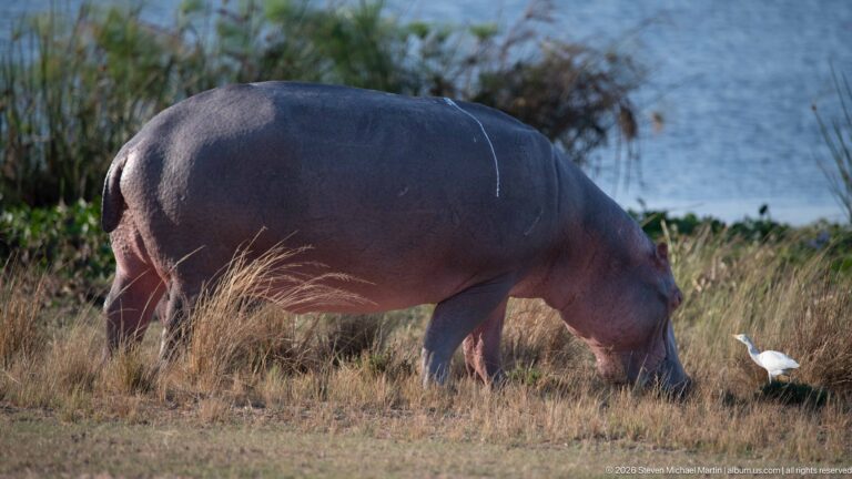 Hippopotamus grazing in dry grass beside the water with a white egret walking near its head.